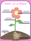 Parts of a Plant Printable - Labels & No Labels