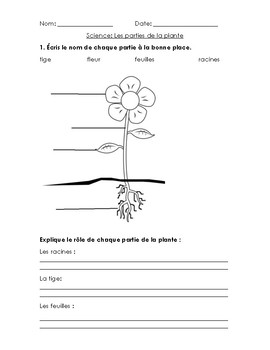 Parts of a Plant Quiz by Mme Coccinelle | TPT