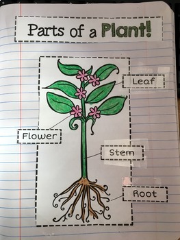 Parts of a Plant by Sheila Melton | Teachers Pay Teachers