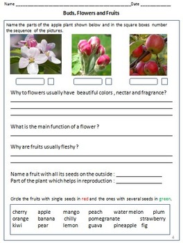 Parts of a Plant- Roots, Stem, Leaf, Flower, Fruit & Seed - for Grade 3