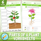 Parts of a Plant Science Activities | Plant Labeling Worksheets