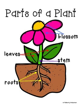 Parts of a Plant - Who am I? by Beached Bum Teacher - Kimberly Anderson
