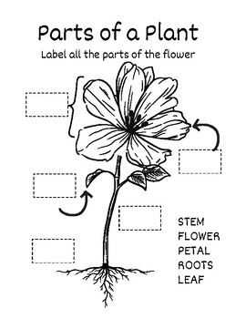 Parts of a Plant Worksheet by Oakley's Art Class | TPT