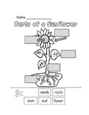 Parts Of A Plant Worksheet | Teachers Pay Teachers