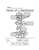 Parts of a Plant Worksheet