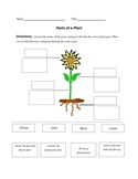 Parts Of A Plant Worksheet | Teachers Pay Teachers