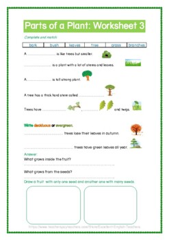 Parts of a Plant: Worksheet 3 by Excellent English Teachers | TPT