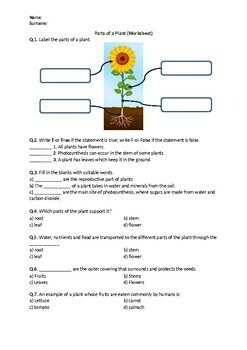 parts of a plant worksheet printable and distance learning tpt