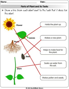 Parts of a Plant, labeling a flower, task of plant parts Worksheets