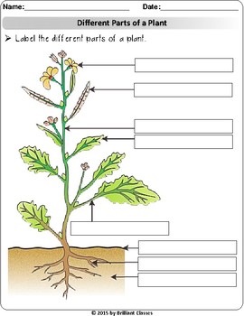 Parts of a Plant, labeling a flower, task of plant parts Worksheets