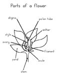 Parts of a Plant and Flower