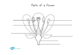 Parts of a Plant and Flower Labelling Worksheet
