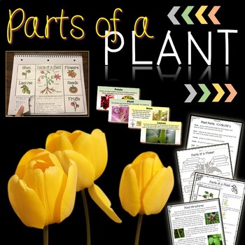 Preview of Parts of a Plant and Flower Parts Printables, Interactive Notebook, PowerPoints