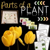 Parts of a Plant and Flower Parts Printables, Interactive 