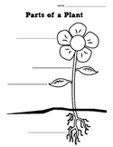 Parts of a Plant and Parts of a Tree Graphic Organizer
