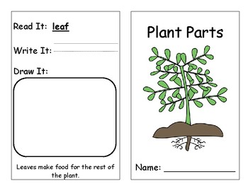 Preview of Parts of a Plant and Their Function Lesson Plan and Materials