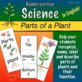 Parts of a Plant for PK, Kindergarten and 1st Grade