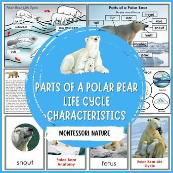 Preview of Parts of a Polar Bear Characteristics Life Cycle Montessori