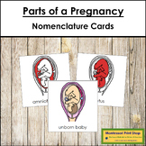 Parts of a Pregnancy 3-Part Cards (red highlights) - Monte