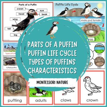 Preview of Parts of a Puffin Characteristics Life Cycle Types of Puffins Montessori