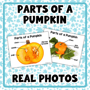 Preview of Parts of a Pumpkin and Life Cycle | 8.5x11 Posters | Real Photos |