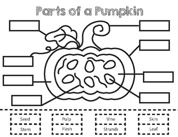 Parts of a Pumpkin by Teach in Opportunities | TPT