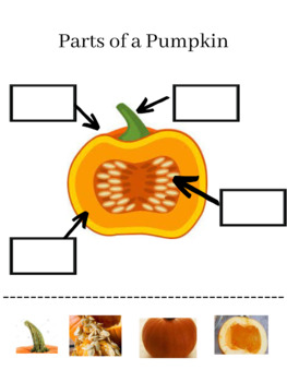 Preview of Parts of a Pumpkin Cut & Glue Activity Visual Matching PreK