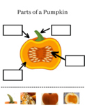 Parts of a Pumpkin Cut & Glue Activity Visual Matching PreK
