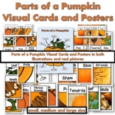 Parts of a Pumpkin Visual Cards and Posters