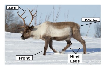 Preview of Parts of a Reindeer D'nealian