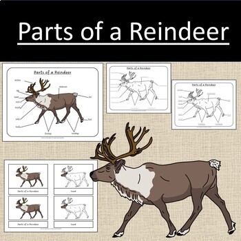 Parts of a Reindeer and Skeleton Winter Study Curriculum Christmas Mammal