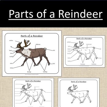 Parts of a Reindeer Winter Study Curriculum Anatomy by Simply Learning Shop