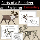 Parts of a Reindeer and Skeleton Winter Study Curriculum E