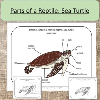Parts of a Reptile: Sea Turtle Loggerhead Ocean Study Montessori
