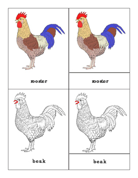 Preview of Parts of a Rooster Three Part Cards