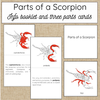 Preview of Parts of a Scorpion - Info Booklet and Three Part Cards