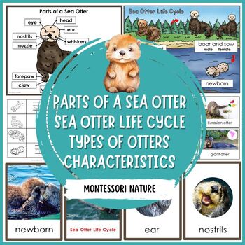 Preview of Parts of a Sea Otter Characteristics Life Cycle Types of Otters Montessori