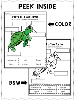 Parts of a Sea Turtle Activities by Nicole and Eliceo | TpT