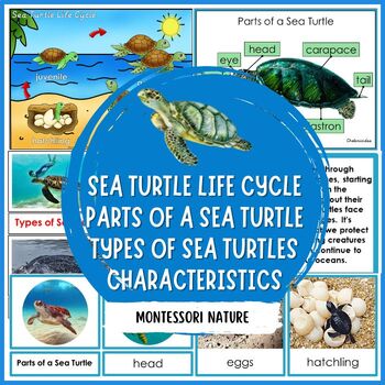 Preview of Parts of a Sea Turtle Life Cycle Characteristics Types of Sea Turtles Montessori