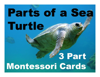 Parts of a Sea Turtle Montessori Three Part Vocabulary Cards - color ...