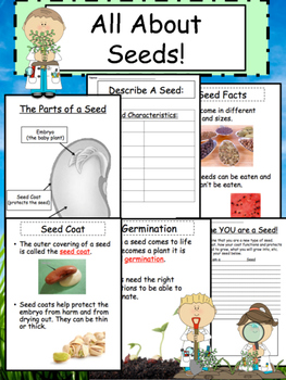 Preview of Parts of a Seed