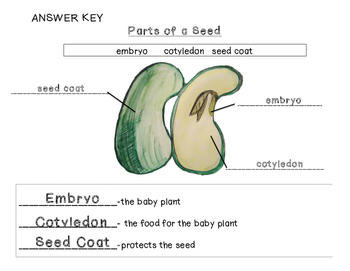 Parts of a Seed by The Artful Classroom | Teachers Pay Teachers