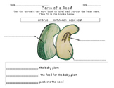 Parts of a Seed