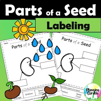 Preview of Parts of a Seed | Parts of a Plant {label seed, plant, spring}