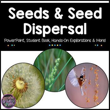 Preview of Parts of a Seed & Plant Adaptations for Seed Dispersal