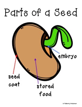 Parts of a Seed - Who Am I? by Beached Bum Teacher | TpT