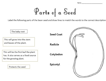 Parts of a Seed and Germination Worksheet by Andrew F Ferris | TpT