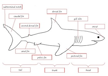 card shark definition