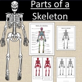 Parts of a Skeleton Anatomy Bones Work Science