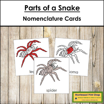 Preview of Parts of a Spider 3-Part Cards (red highlights) - Montessori Nomenclature